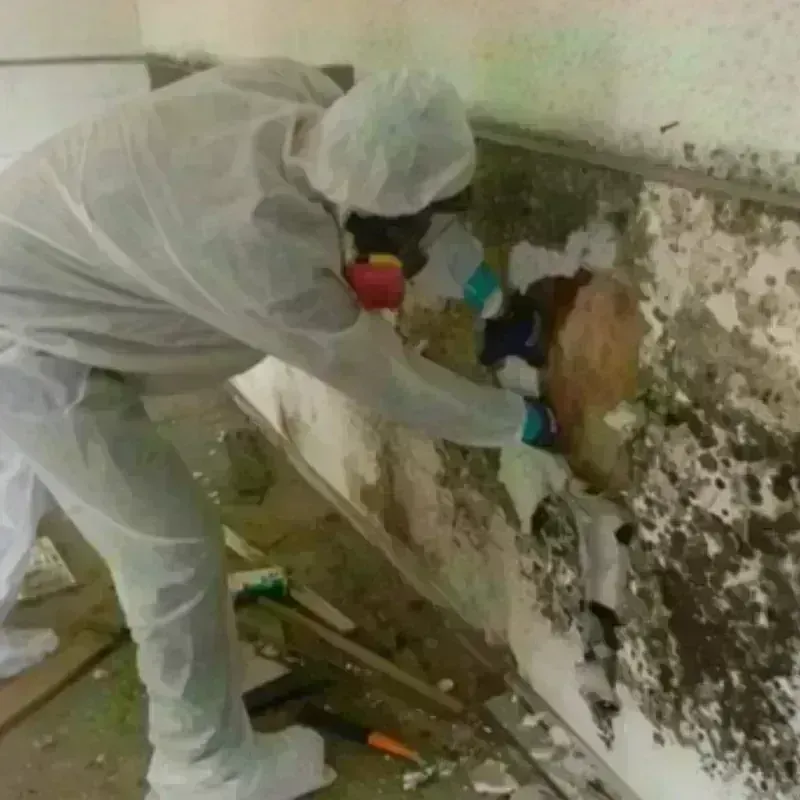 Mold Remediation and Removal in East Grand Forks, MN